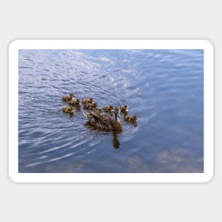 Mother Duck and Ducklings Sticker
